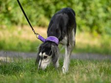Semi-retractable STRAS COLOR collar lined with soft fleece RED