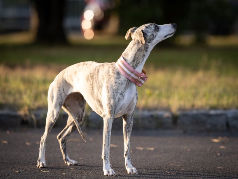 Golden Whisper – 5 cm obojek v odstínu rose se zlatým zdobením