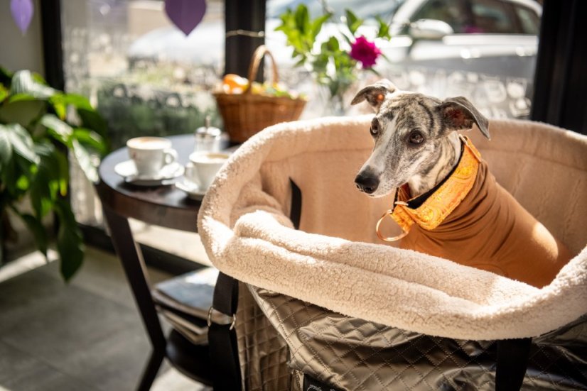 Cestovní taška pro psy – Chrom Edition