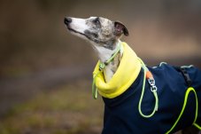 Control Rope 120 – výcvikové vodítko se stahovacím obojkem, polstrovanou rukojetí a reflexními prvky