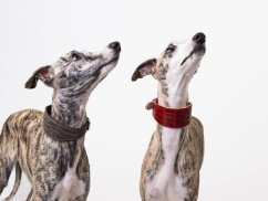 Padded leather collar EXOT RED