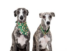 Vánoční obojek PERNÍČEK se šátkem