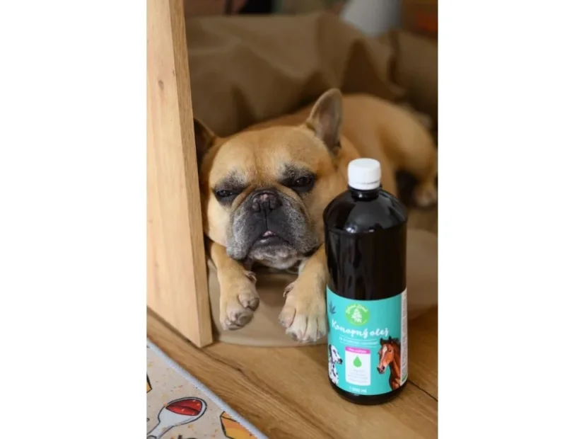 Konopný olej pro psy – 100% přírodní péče o zdraví a vitalitu