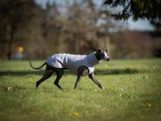 Sport Dog Sweatshirt - SPORT SHIRT