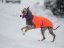 Performance Shell Dog Jacket – funkční bunda s hřejivým fleecem pro psy