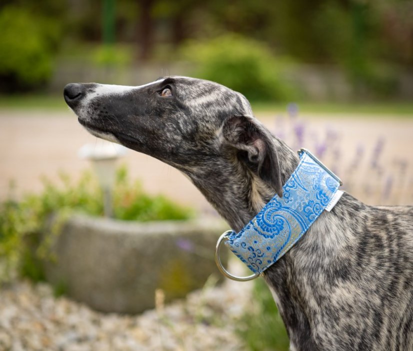 Brokátový luxusný obojok