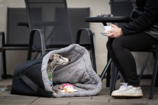 NOMAD PAWS – cestovní tulivak pro psy