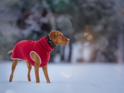 Alpenfleece dog sweater