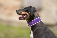 Semi-retractable STRAS COLOR collar lined with soft fleece