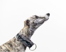 Obojek   GREY COURSING z nepromokavé tkaniny