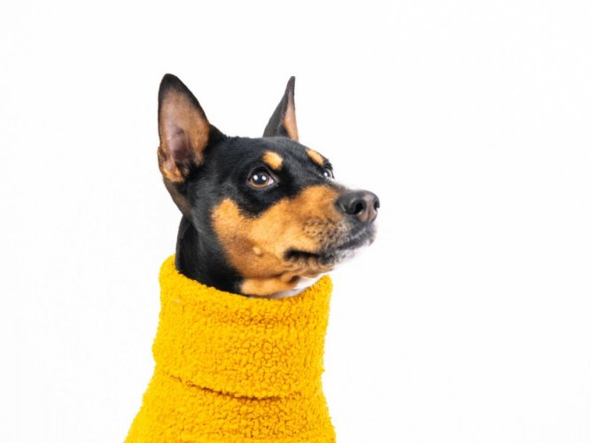 Sweather BOUCLÉ for dogs