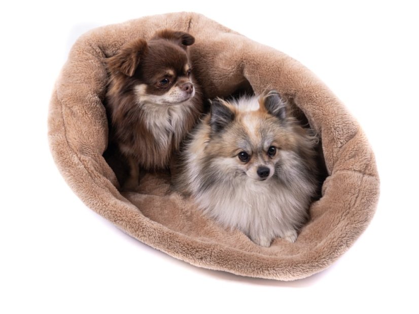 COMFORT Snuggle Sack for Dogs
