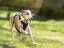 DYNAMIC CORE HARNESS – lehký postroj pro psy s maximální kontrolou a komfortem