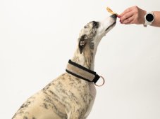 Semi-retractable STRAS collar lined with soft fabric