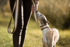 Design leash with reflex collar