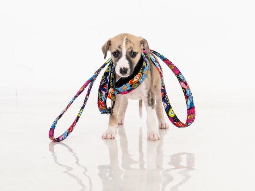 BLOOM COMFORT – designový polostahovací obojek pro psy