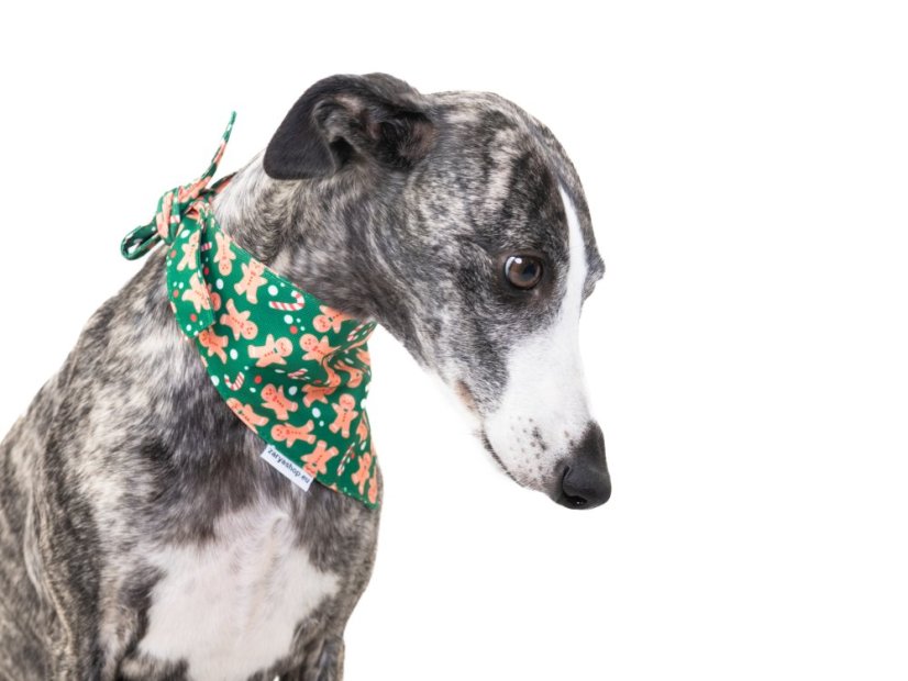 Vánoční obojek PERNÍČEK se šátkem