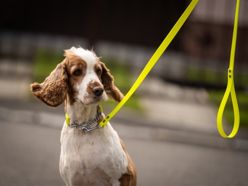 NEON SIGNAL SET – obojek a vodítko pro bezpečné venčení