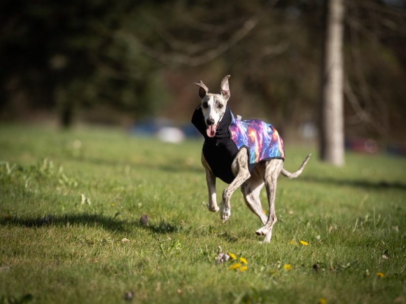 GALAXY SHIELD FLEX HOODIE - softshellová mikina pro psy