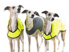 Softshell ActiveFit bunda pro psy