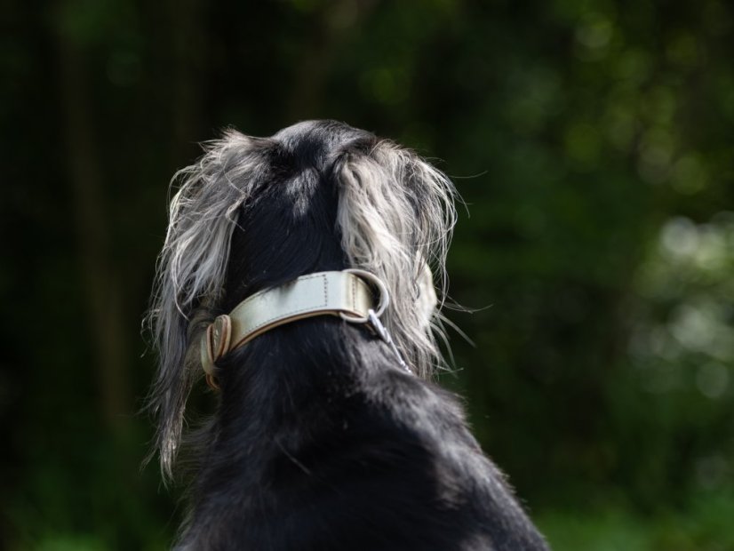 Obojek pro psy kožený 30mm