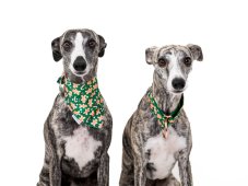 Vianočný obojok PERNÍČEK so šatkou