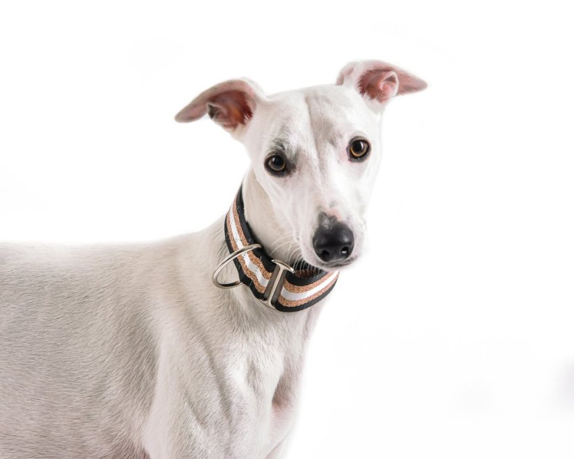 Collar with gold reflective strap