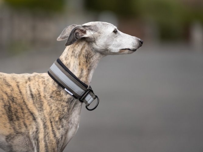 KHAKI NEOPRENE COLLAR lined with soft fabric with reflective strap