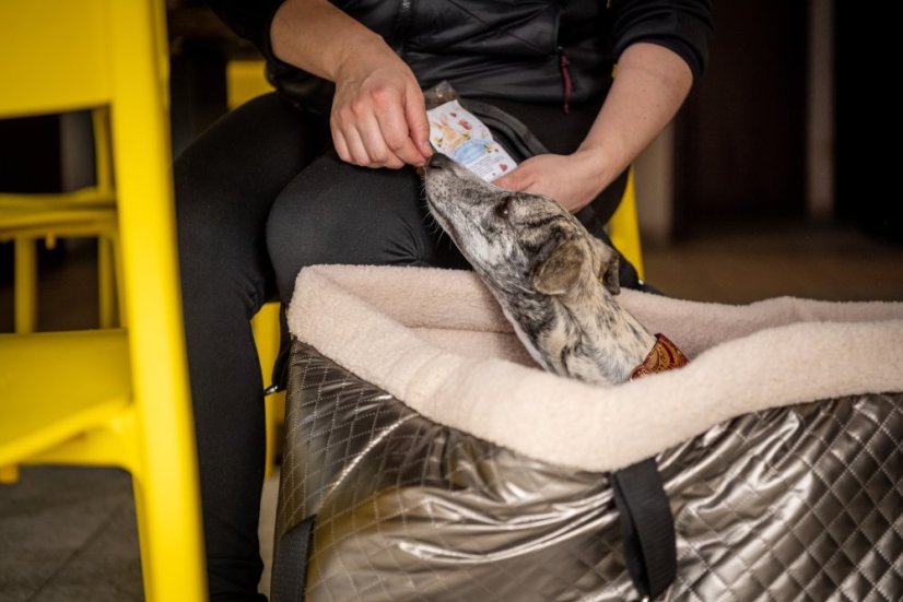 Cestovní taška pro psy – Chrom Edition