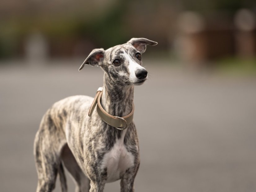 Obojek pro psy kožený 30mm