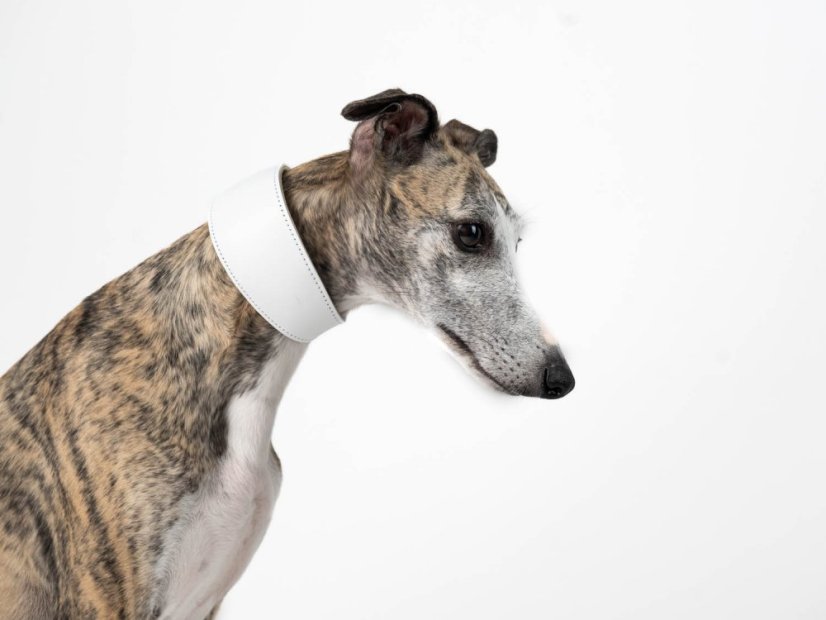 Kožený MINIMALISTICKÝ polstrovaný obojek WHITE