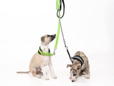 Obojek z polypropylenového popruhu s vetkanou gumou se stahovacím řetízkem