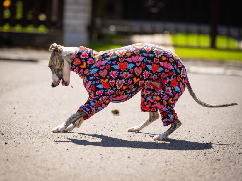 HEART ATTACK SUIT - overal pro psy