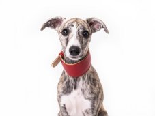 Kožený obojek ČERVENÝ LUX