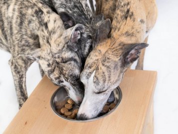 Lahůdkový Losos & Rýže: Suché krmivo pro dospělé psy, které ocení i vaše chuťové buňky