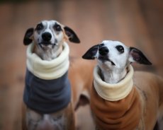 Hřejivý nákrčník teplákovina s fleecem pro psa