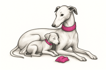 Inspirace pro chovatelské stanice a puppy starter sety