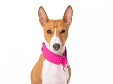 ROSE Waterproof Collar – obojok pre psy