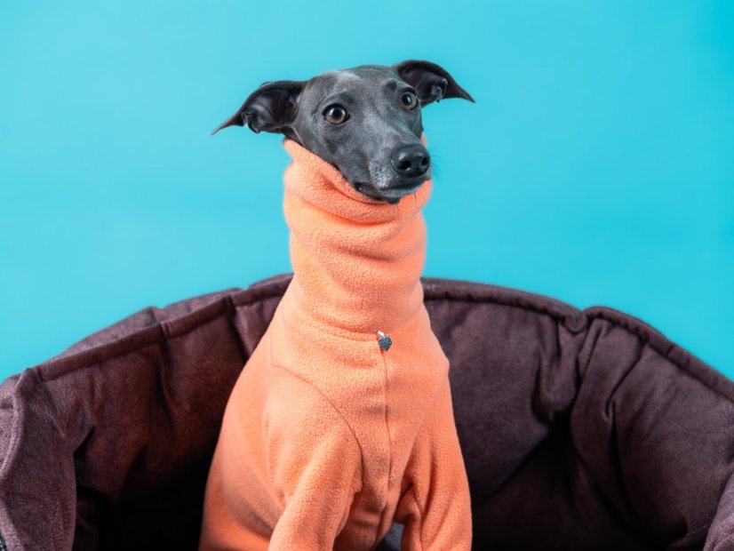 DOG FLEECE SWEATSHIRT