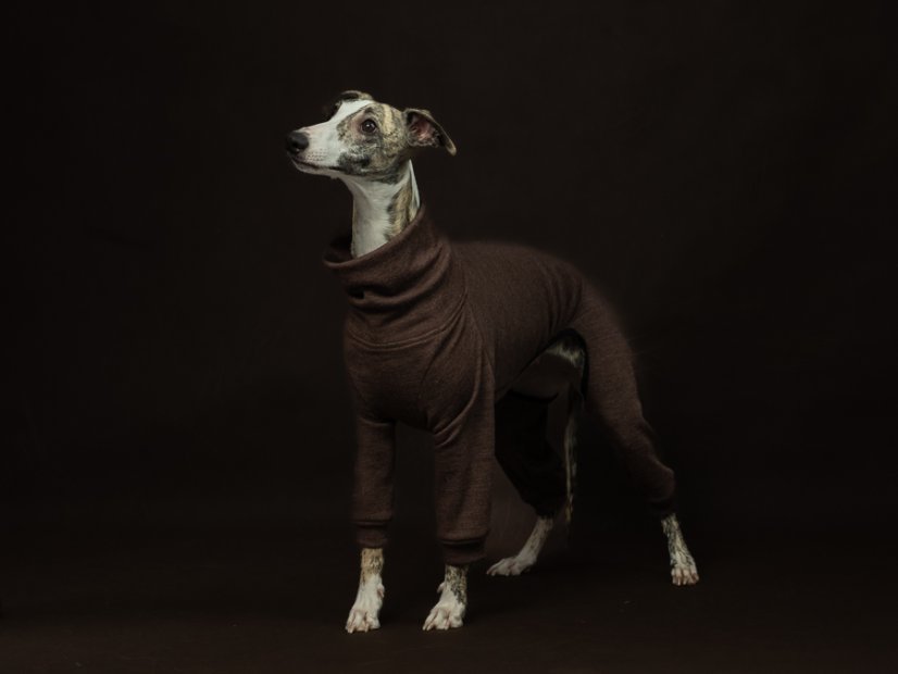 Merino overal pro psy – 100% MERINO | MUST HAVE 2026