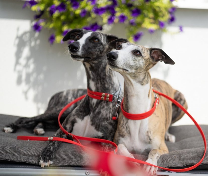 Obojek BioThane® se stahovacím řetízkem a vodítkem
