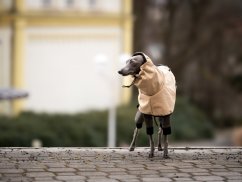 Minimalist dog jacket