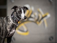 Obojok z nepremokavej tkaniny liška