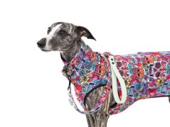 SKULLS Collar & Leash Set - 4cm