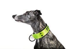 ZARYA COMFORT 3D NEON – personalizovaný polostahovací obojek pro psy