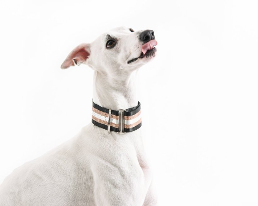 Collar with gold reflective strap