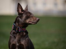 Colla with a buckle INDY 4 cm