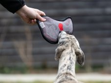 WHIPPET HEART – dizajnová hračka pre psy