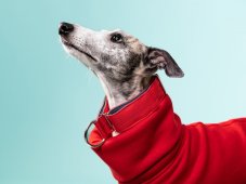 Collar made of waterproof fabric RED
