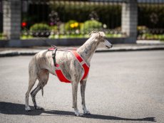 DYNAMIC CORE HARNESS – lehký postroj pro psy s maximální kontrolou a komfortem